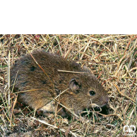 گونه ول معمولی Common Vole